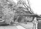 Trees topple onto homes