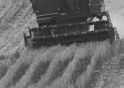 Beneficial rainfall leads to above average fall planted wheat