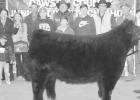 Halfmann, Thixton show top steers