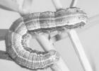 Fall armyworms not yet having major impact across the state