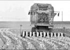 Cotton harvest getting underway