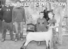 Sisters take top honors in lamb show