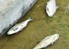 City awaiting test results for cause of fish die-off